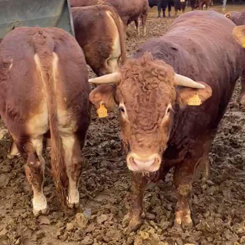 Terneros en vivo. Razas limousin y charolais para exportación img1