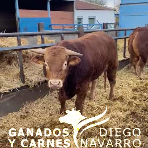 Terneros en vivo. Razas limousin y charolais para exportación