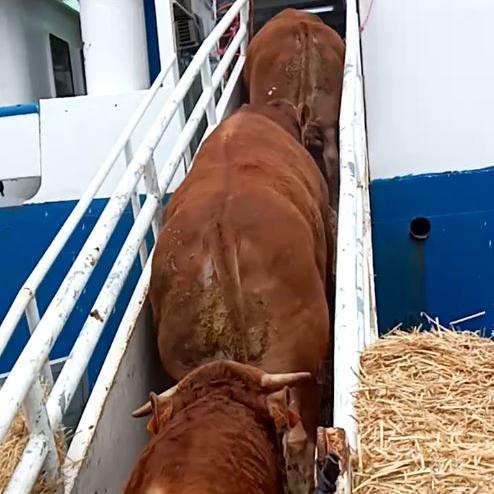 Terneros en vivo. Razas limousin y charolais para exportación img2