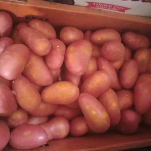 Red potato/patata roja