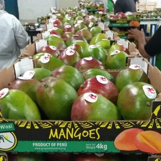 MANGOS KENT - Vía Marítimo img17