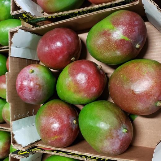 MANGOS KENT - Vía Marítimo img1