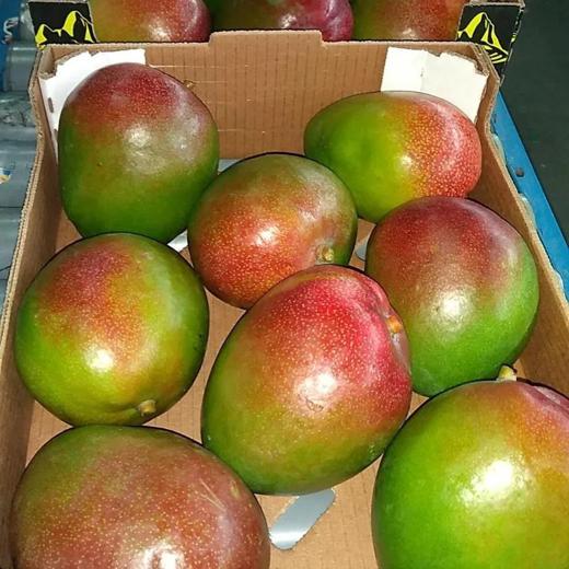 MANGOS KENT - Vía Marítimo img15