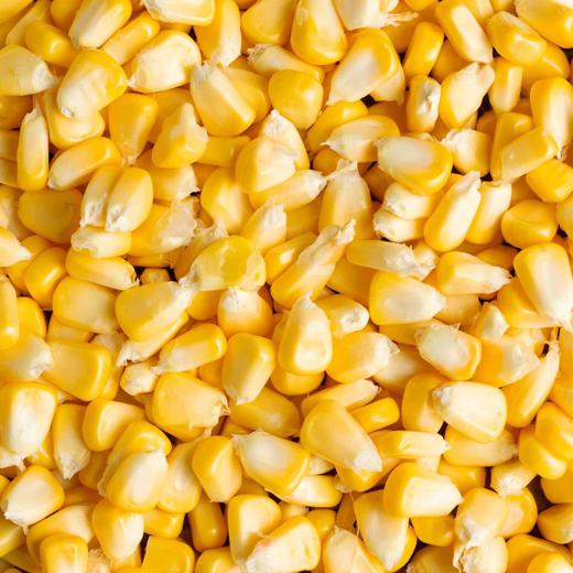 CORN img0