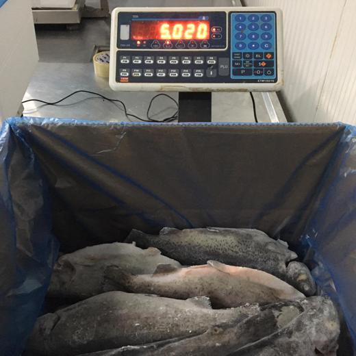 Frozen Head on and Gutted Rainbow Trout
