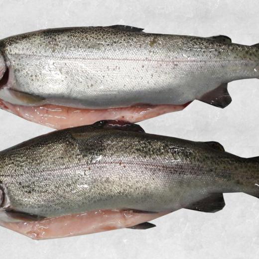 Frozen Head on and Gutted Salmon Trout