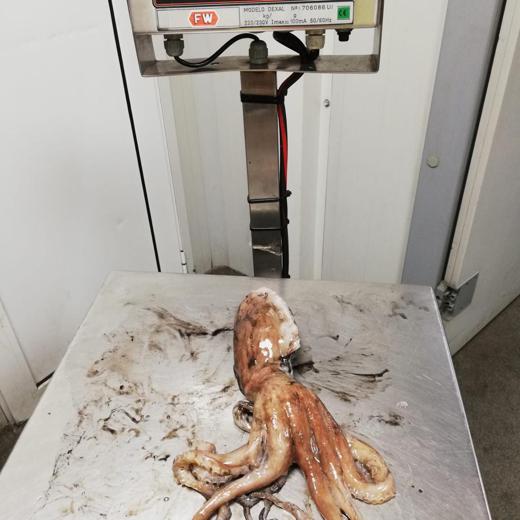 Pulpo Cabezudo Gran Sol img2